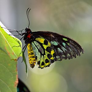 Cairns Birdwing Butterfly ? - Sep 2008