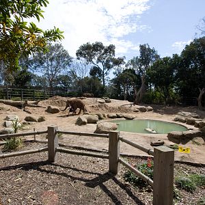 Elephants - Sep 2008