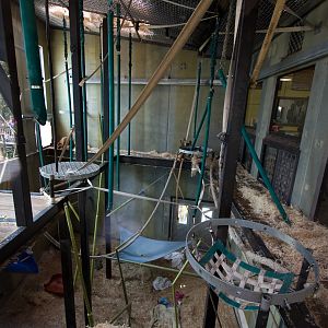 Orangutan - Sep 2008