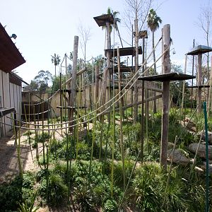 Orangutans - Sep 2008