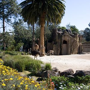 Giraffes Zebra Ostrich - Sep 2008