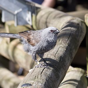 Apostlebird - Sep 2008