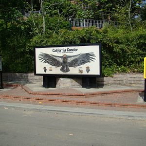 California Condor display
