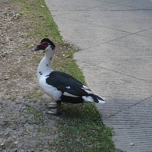 Muscovy Duck enjoying the fish