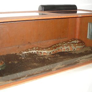 Blood Python