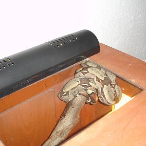 Common Boa