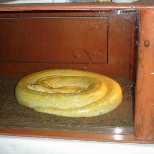 Albino Burmese Python