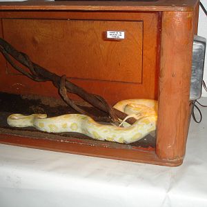 Albino Burmese Python
