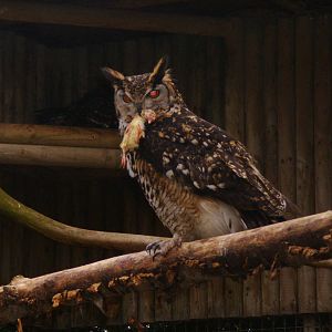 Eagle Owl