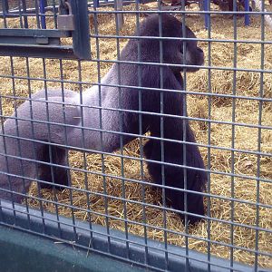 Western Lowland Gorilla - 11-04-2009