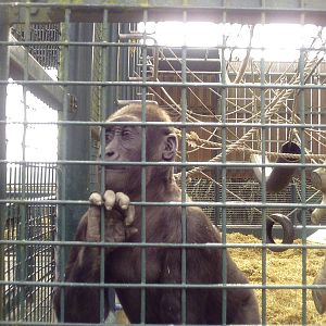 Western Lowland Gorilla - 11-04-2009