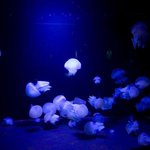 Melbourne Aquarium - Sep 2008