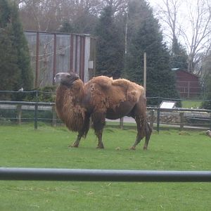 Bactrian Camel