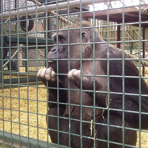 Western Lowland Gorilla - 11-04-2009