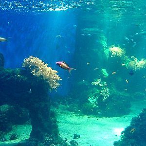 Aquaria - Tropical sea