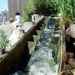 Aquaria - Salmon Ladder