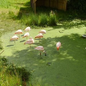 Chilean Flamingo