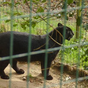 Black Amur Leopard