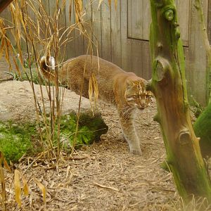 Asian Golden Cat