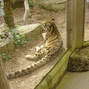 Clouded Leopard