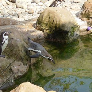 Humboldt Penguin