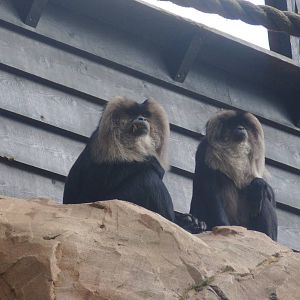 Lion Tailed Macaque