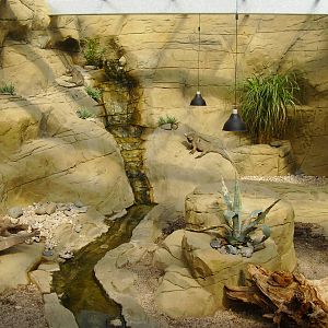 Rhinoceros Iguana Enclosure