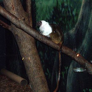 Dodge Rare Animal Conservation Center - Pied Tamarin