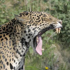 Jaguar yawn