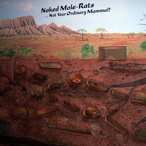 Naked Mole Rat Exhibit