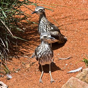 Bush Stone-curlew - Nov 2008