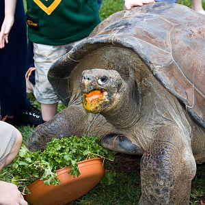 Galapagos Tortise - Nov 2008