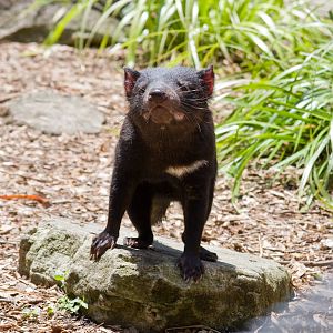 Tasmanian Devil - Nov 2008