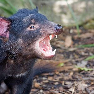 Tasmanian Devil - Nov 2008