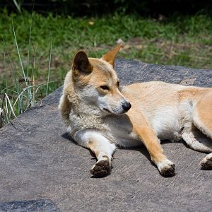Dingo - Nov 2008