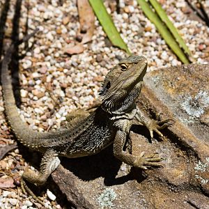 Eastern Bearded Dragon - Nov 2008