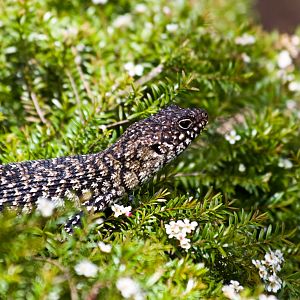 Australian Reptile Park - Nov 2008
