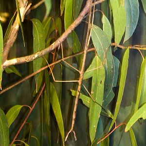 Stick Insect - Nov 2008