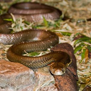 King Cobra - Nov 2008