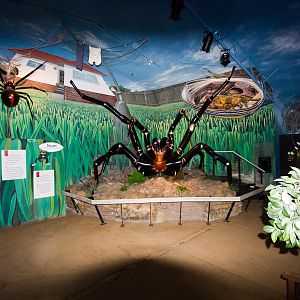 Spider World - Nov 2008