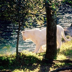 white tiger at Claw Island