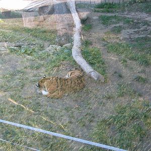 Kosice Zoo - October 2006.