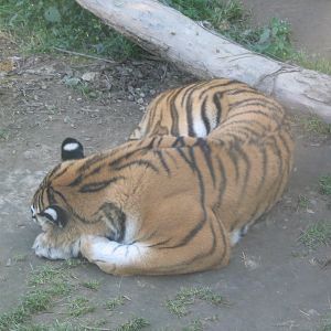 Kosice Zoo - October 2006.