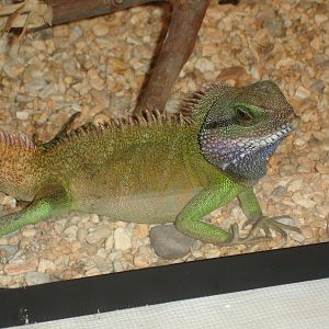 Chinese Water Dragon