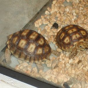African Spurred Tortoises