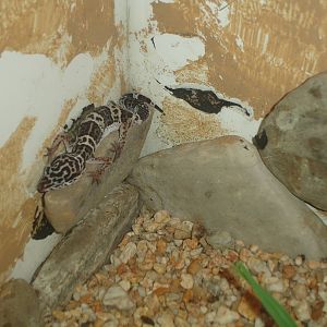 Leopard Gecko