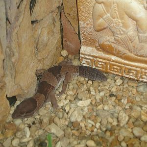 African Fat-Tailed Gecko