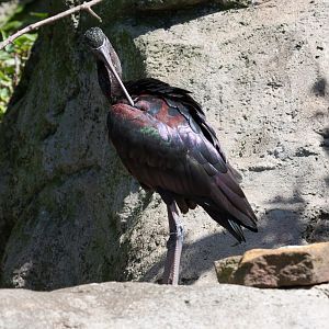 Glossy Ibis - Jan 2009