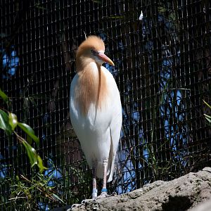 Cattle Egret - Jan 2009
