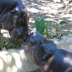 Pygmy Hippos being amorous - Jan 2009
